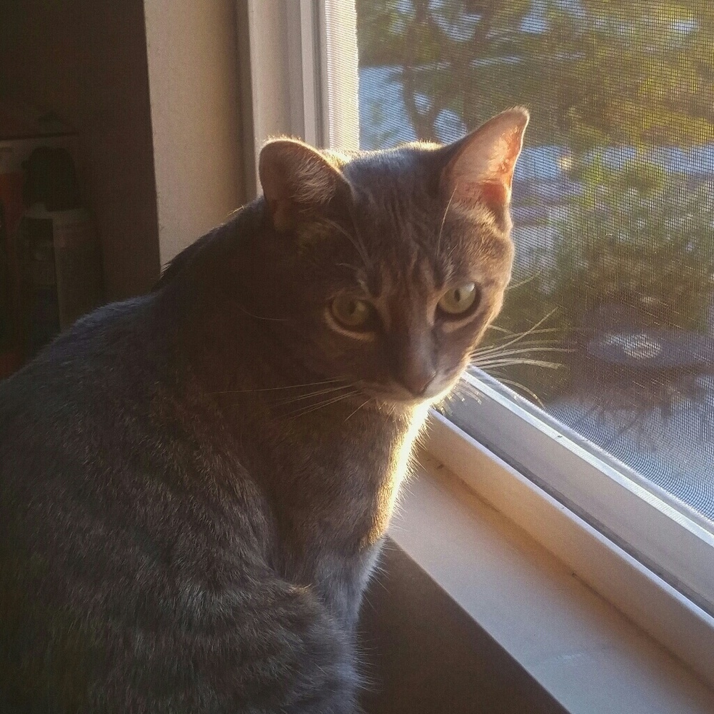 Meet your Posher, Vidya